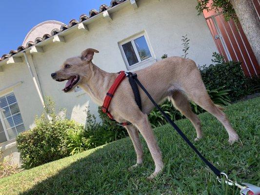 Our Pooky (Ruca) at Santa Ana Animal Clinic. Dr. Qadeer and his team helped us save his life.