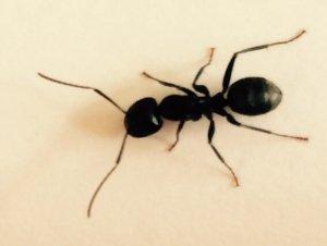 Carpenter Ants cause excessive damage if left untreated within your home. Call now for evaluation.