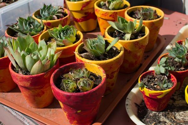 succulents in hand painted pots ready for the Al Fresco fundraiser