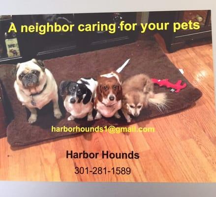 Buddy, chloe, weibi and beso, The official Harbor Hounds NH team