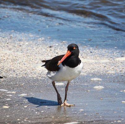 The American Oystercatcher.  Known by their beautiful and distinctive Kleep sound.  Seen all over the beach in the Crest.