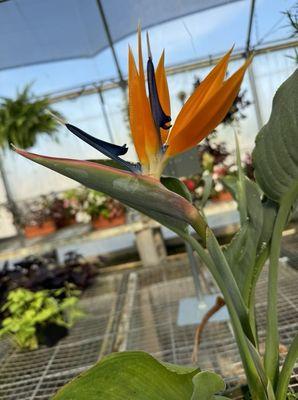 Bird of Paradise