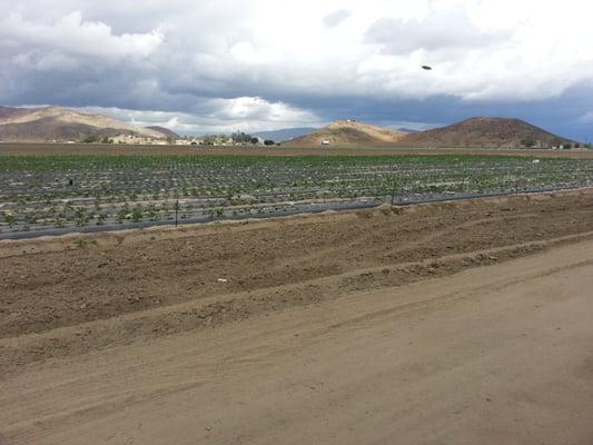 This is the farm where they grow the strawberries. The strawberries are picked daily and sold the same day.