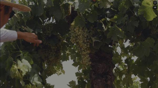 Taking a look at the grapes used to make wine in Spain. Taken from a documentary currently in post production.