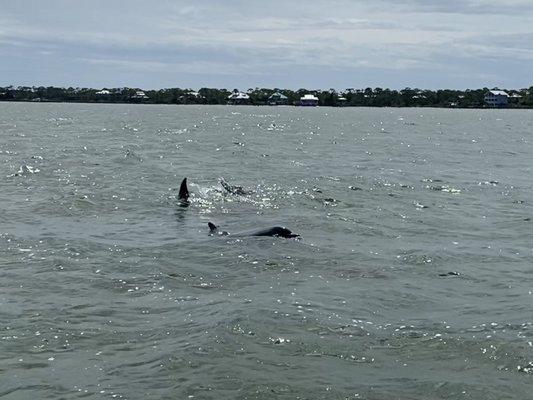 Dolphins playing near boat