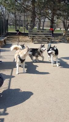 Alaskan malamute and husky day