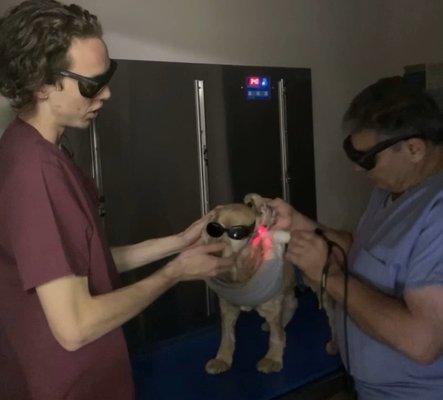 Chloe is receiving therapeutic laser treatment after her ear surgery.