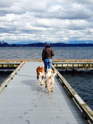 Explorer Dog Seattle