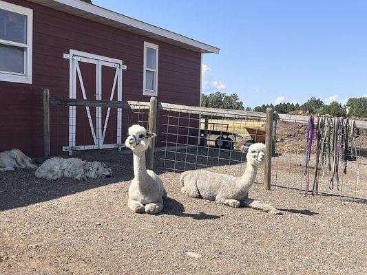 Alpacas and the gaurs dogs