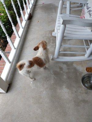 Found lost dog. Help me find owners. Found vicinity of Gold Ridge Road; Cullman, Al