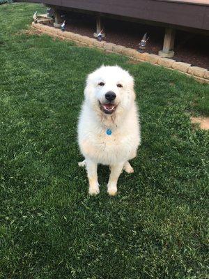 Holland. A Great Pyrenees Mountain dog.