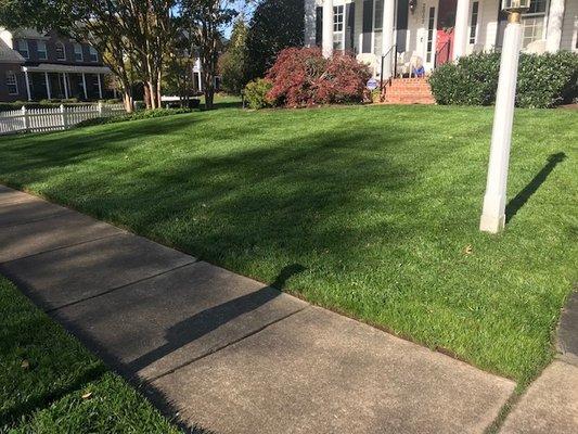 Front yard after fall overseeding and aeration.