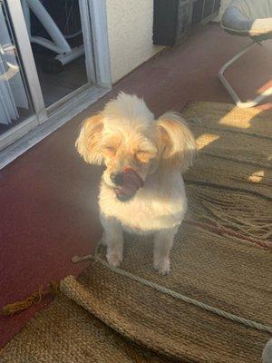 Eggy is happy after the grooming! She is usually very upset and hiding in her little house.  After Yassue's magic work she is stress- free!