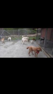 Taken from a video on pettery paradise Facebook page, dogs playing :)