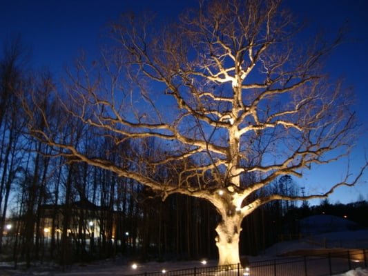 Landscape lighting near Bel Air MD.