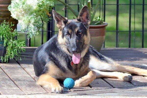 Vader waiting patiently to play ball