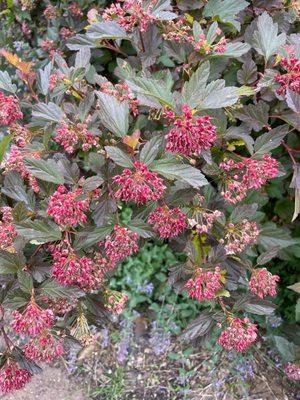 Pretty flowering bushes on the grounds 6/1/22