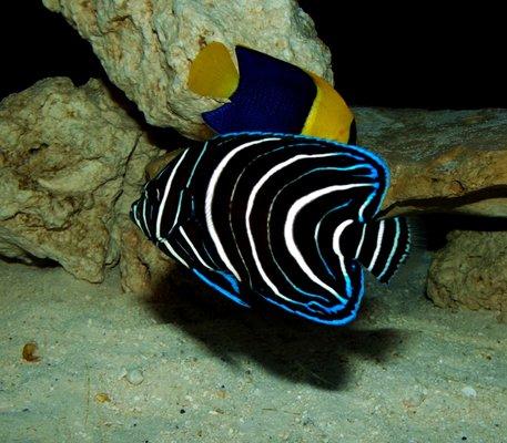 Blue Koran Angelfish