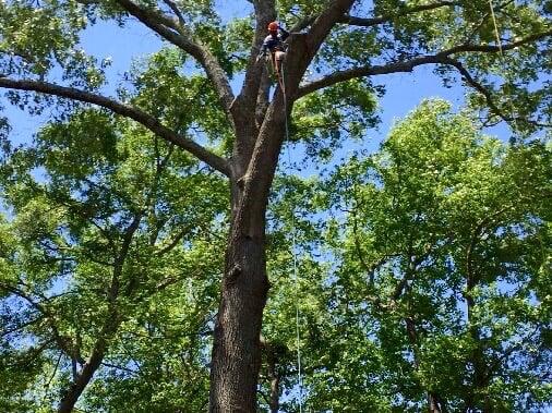 Hernandez Tree Service and Landscaping