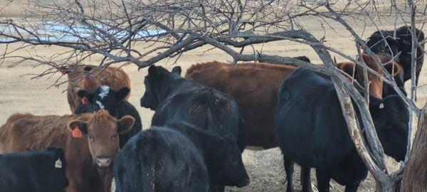 Red and Black Angus