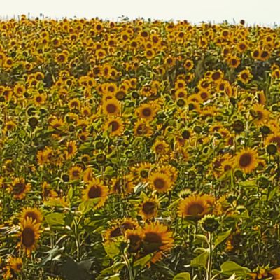 Sunflower patch at the farm