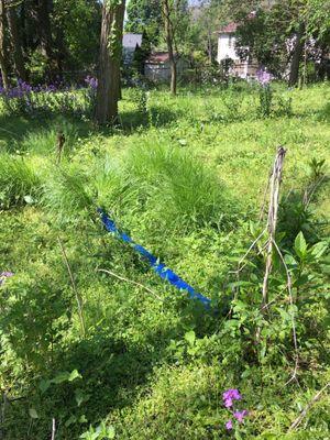 Water hose extending into my backyard.