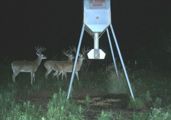 300lb protein feeder