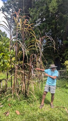 Stephen enthusiastically talking to us about sugar cane.