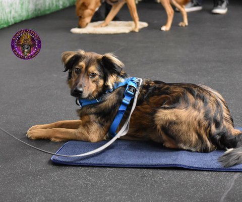 Billy showing off his stellar mat skills in a manners class.