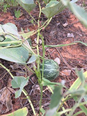 Wild squash growing on the side of the trail.