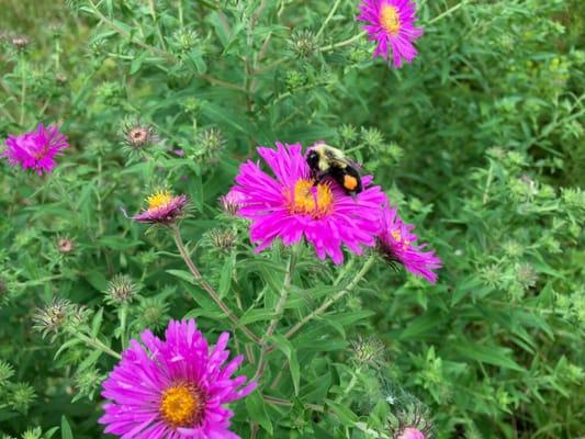 Lots of big, fuzzy, industrious Bumble Bees going about their day, working hard. Big clump of pollen on this guy's back legs...