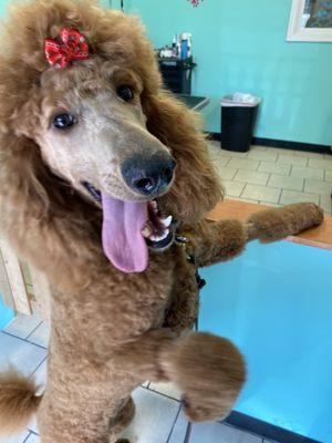 Lucie, my goofy girl after her grooming with Kerry