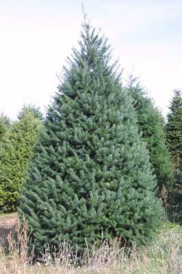 fresh cut Christmas trees bountiful, fresh cut Christmas trees centerville, Fresh cut Christmas trees Farmington