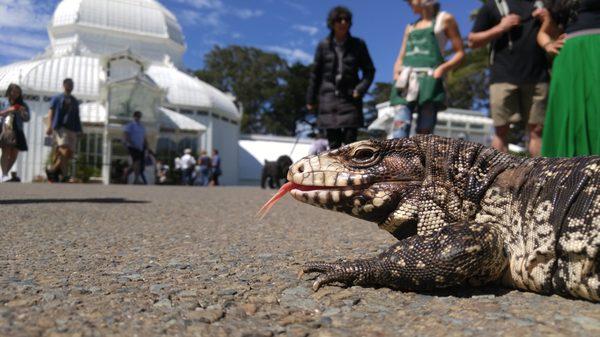 Dottie, our tegu at an event at the Conservatory of Flowers.