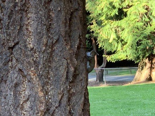 Squirrel on a tree.