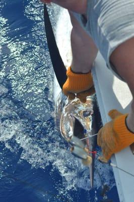 Brian tagging and releasing our marlin.