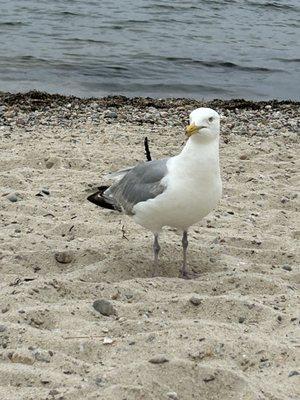 Seagull