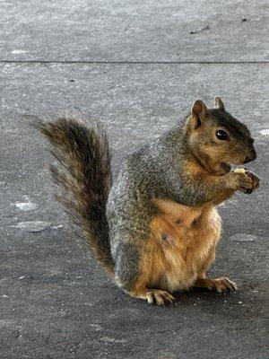 Squirrel