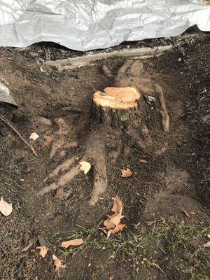 1 foot stump with 3 feet of roots!