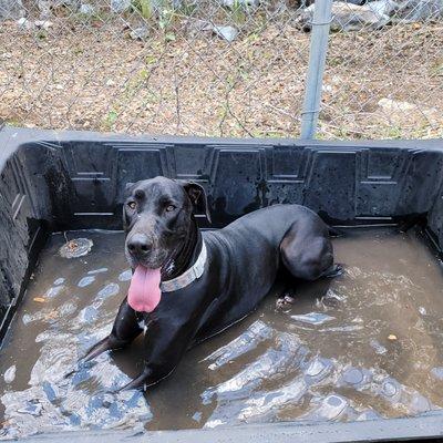 Our Queen of Daycare. Always claiming and splashing out the water at the other dogs. -LPC