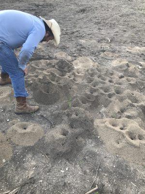 Sparkle Farm's Chief Dirt Deputy investigating the dirt.