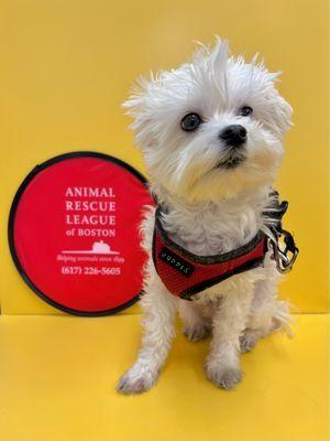 Dr. Smallz, my medical alert service dog, posing pretty at Boston Veterinary Clinic. It's part of the animal rescue league next door!