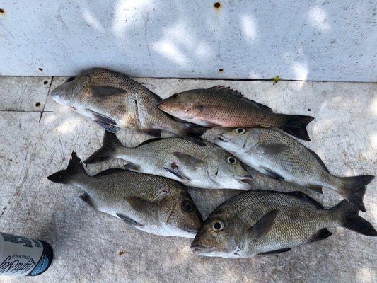 Our catch on Captain Rio fishing tour