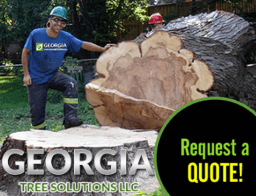 Call: (912) 202-1387 Georgia Tree Solutions