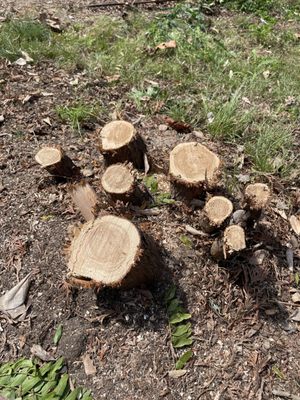 Cut bushes, ready for stump removal.