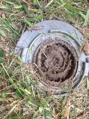 Termite Bait station with active termites which will be baited and colony eliminated .