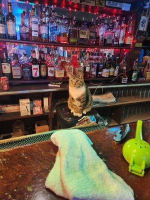 Backup bartender last night...