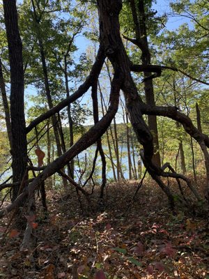 The walking trails at Lincoln Woods