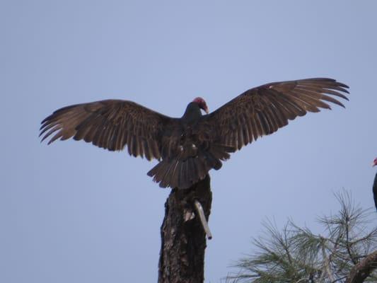 Turkey Vulture2