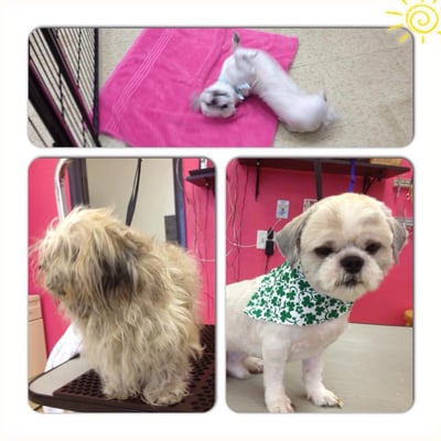 Shih Tzu summer cut